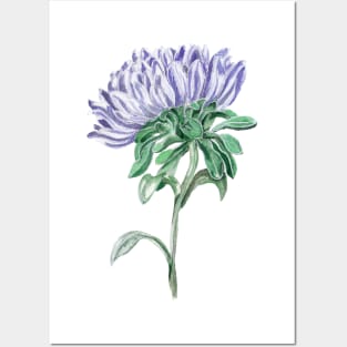 Aster Posters and Art